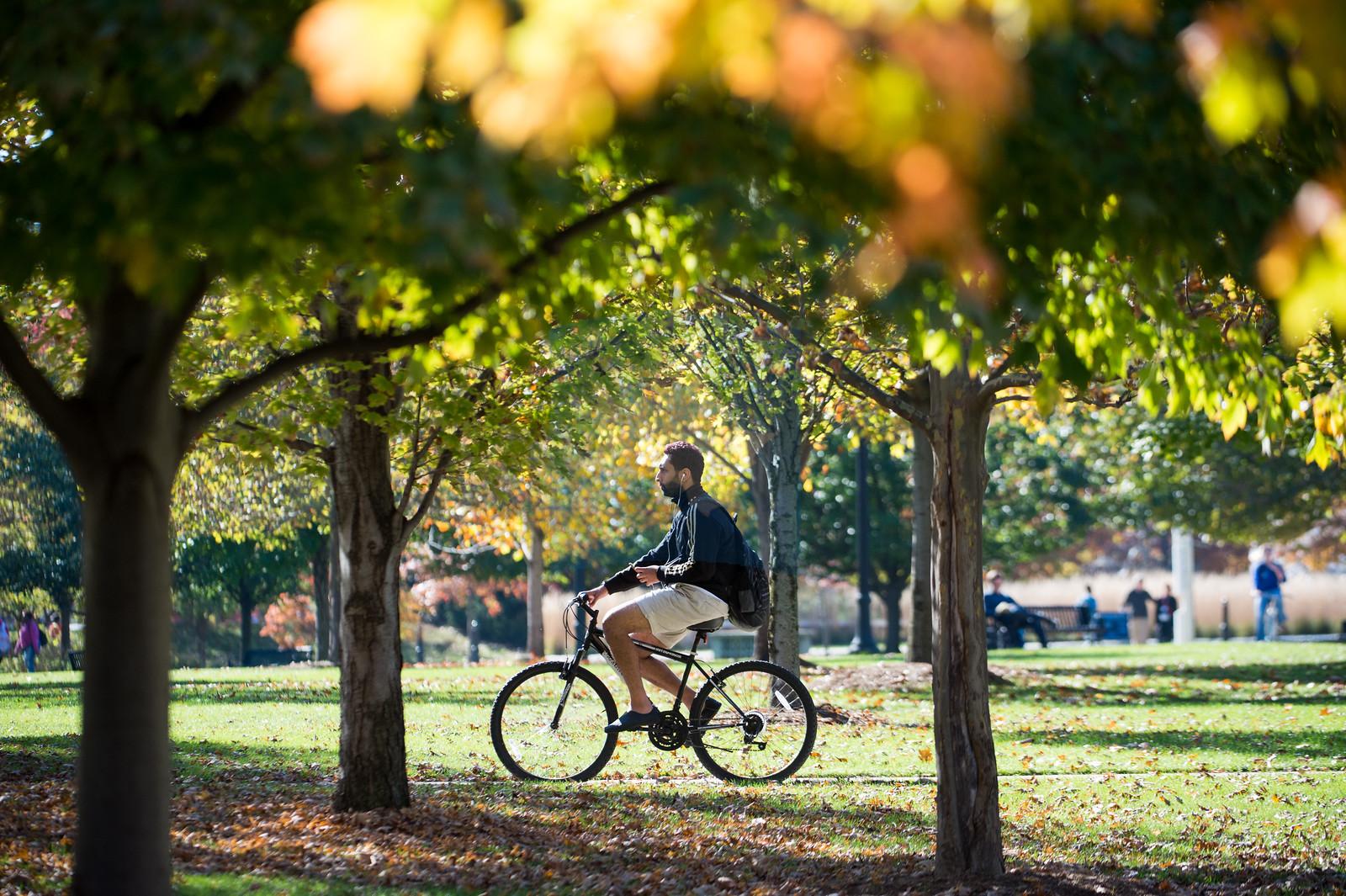 An image of fall trees and grass underneath with a person on a bicycle riding through the center of the picture